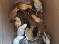 Chickens — फ़ोटो 4