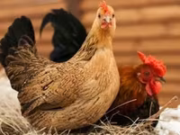 Japanisches Bantam — Foto 2