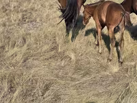 Stute, Kazakh horse — Foto 4