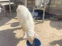 تيس, الماعز — الصورة 5