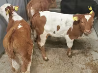 İribuynuzlu mal-qara (partiya, cinsi göstərilməyib), Simmental cattle — foto 2