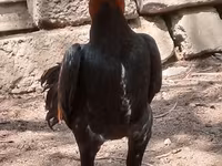 Chickens — 照片 1