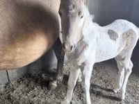 Кобила, Pinto horses — фото 4