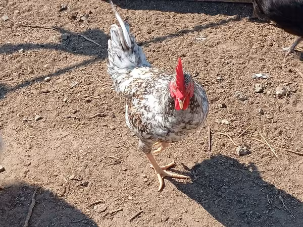 Chickens