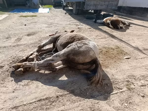 Семиз байламбастар союп чучугун жазап тойлорго Куран окутууга Ат