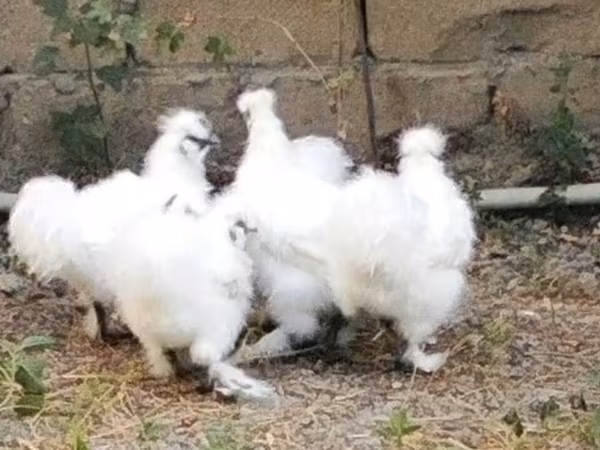 सिल्की