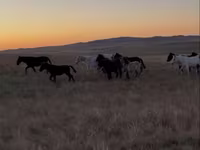 Hengst, Kazakh horse — Foto 2