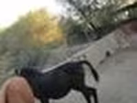 Caballo, Caballos — foto 7