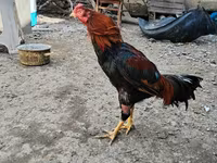 Chickens — photo 6