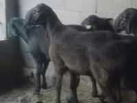 Widder, Hissar sheep — Foto 2