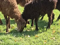 公羊, Sheep — 照片 3