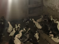 Ducks — 4-сурет
