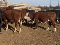 Бұқа, Swiss cattle — 4-сурет