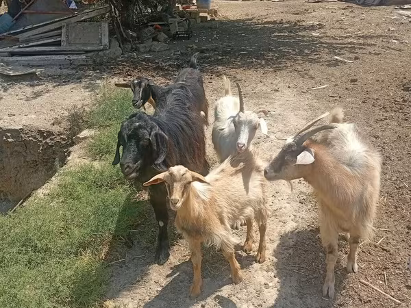 Keçilər (partiya, cinsi göstərilməyib), Keçilər — Azərbaycan