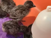 Chickens — 照片 5