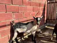 公山羊, Alpine goat — 照片 3