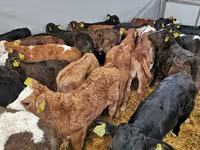 İribuynuzlu mal-qara (partiya, cinsi göstərilməyib), Simmental cattle — foto 8