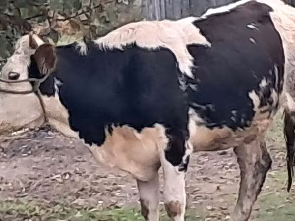 Buğa, Simmental cattle