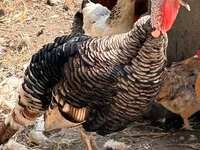 Turkeys — फ़ोटो 2