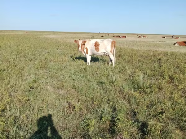 Kuh, Simmental cattle