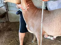 Qoç, Arashan sheep — foto 5