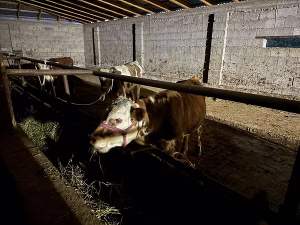 Bulle, Latvian Blue cattle