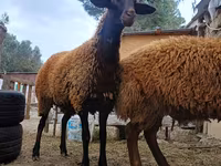 Widder, Blackheaded Persian sheep — Foto 3