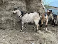 تيس, Alpine goat — الصورة 3