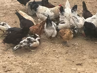 Chickens — Foto 3
