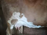 Vaca, Simmental cattle — foto 3