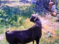Cabro, Cabras — foto 5