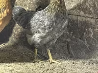 Chickens — 4-rasm