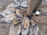 Ducks — foto 1