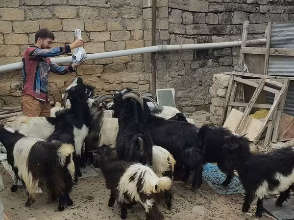 Dişi keçi, Keçilər