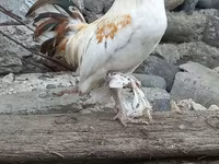 Chickens — Foto 2