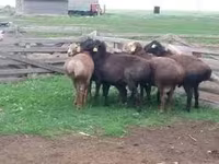 Ram, Sheep — photo 3