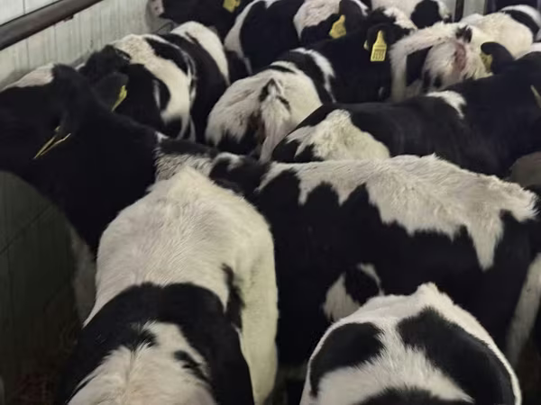 ВРХ (партія, стать не вказано), Russian Black pied cattle