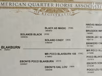 Hengst, Quarter Horse — Foto 4