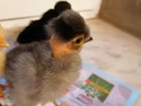 Chickens — الصورة 4