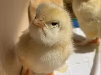 Chickens — Foto 3