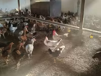Chickens — Foto 5
