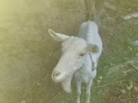 Dişi keçi, Saanen goat — foto 4