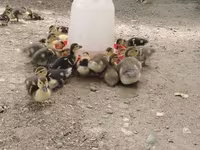 Ducks — الصورة 1