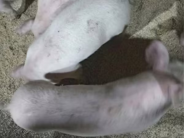Schweine (Partie, Geschlecht nicht angegeben), Крупная белая