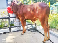 Bull, Cattle — photo 2