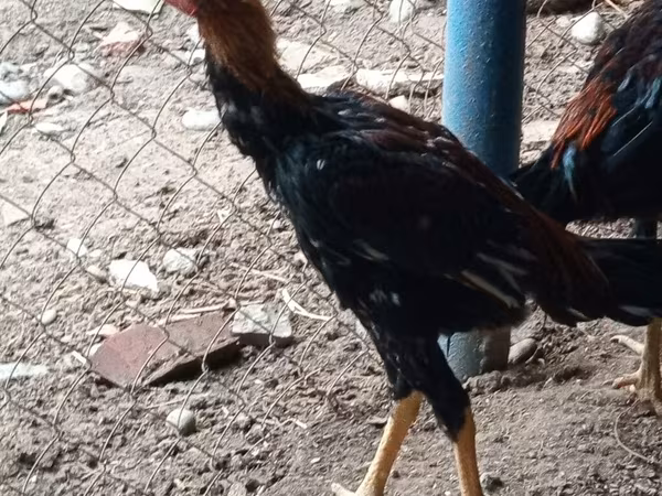 Куры