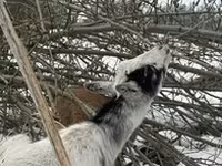 Goat, Goats — photo 5