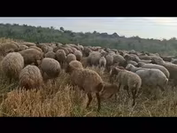 Вівця, Вівці — фото 6