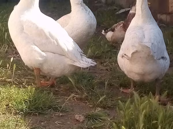 Geese