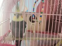 Nimfa (cockatiel) cütü və qəfəs dəsti - Növ: Nimfa (Nymphicus — 2-rasm